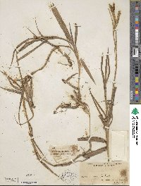 Paspalum humboldtianum image