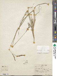 Paspalum plicatulum image