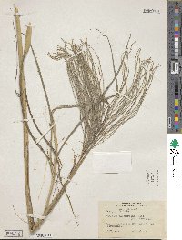 Paspalum saccharoides image