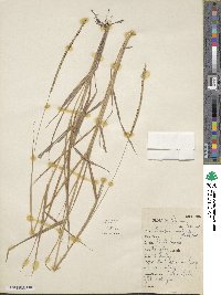 Paspalum unispicatum image