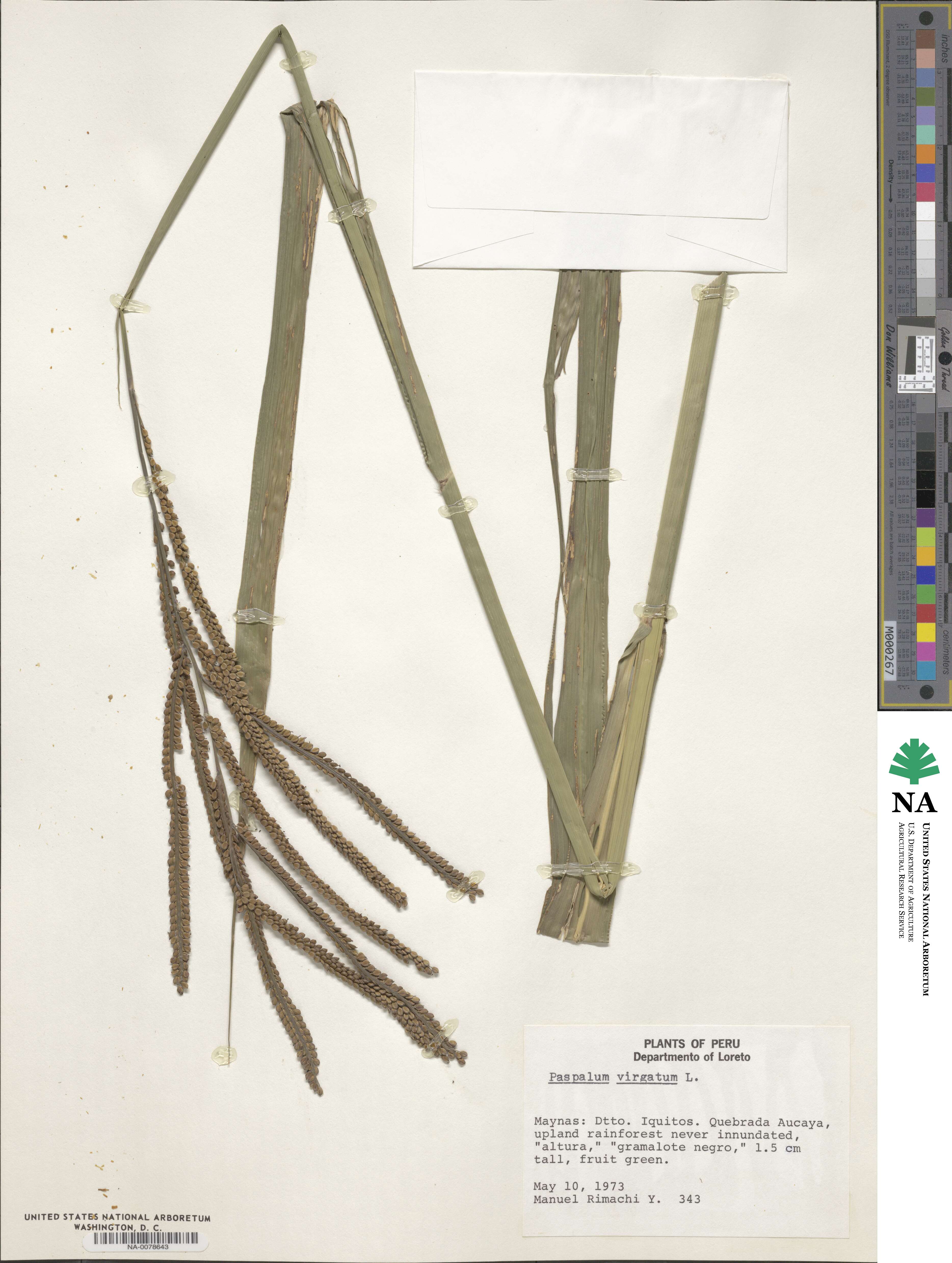 Paspalum virgatum image