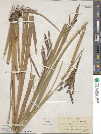 Paspalum virgatum image