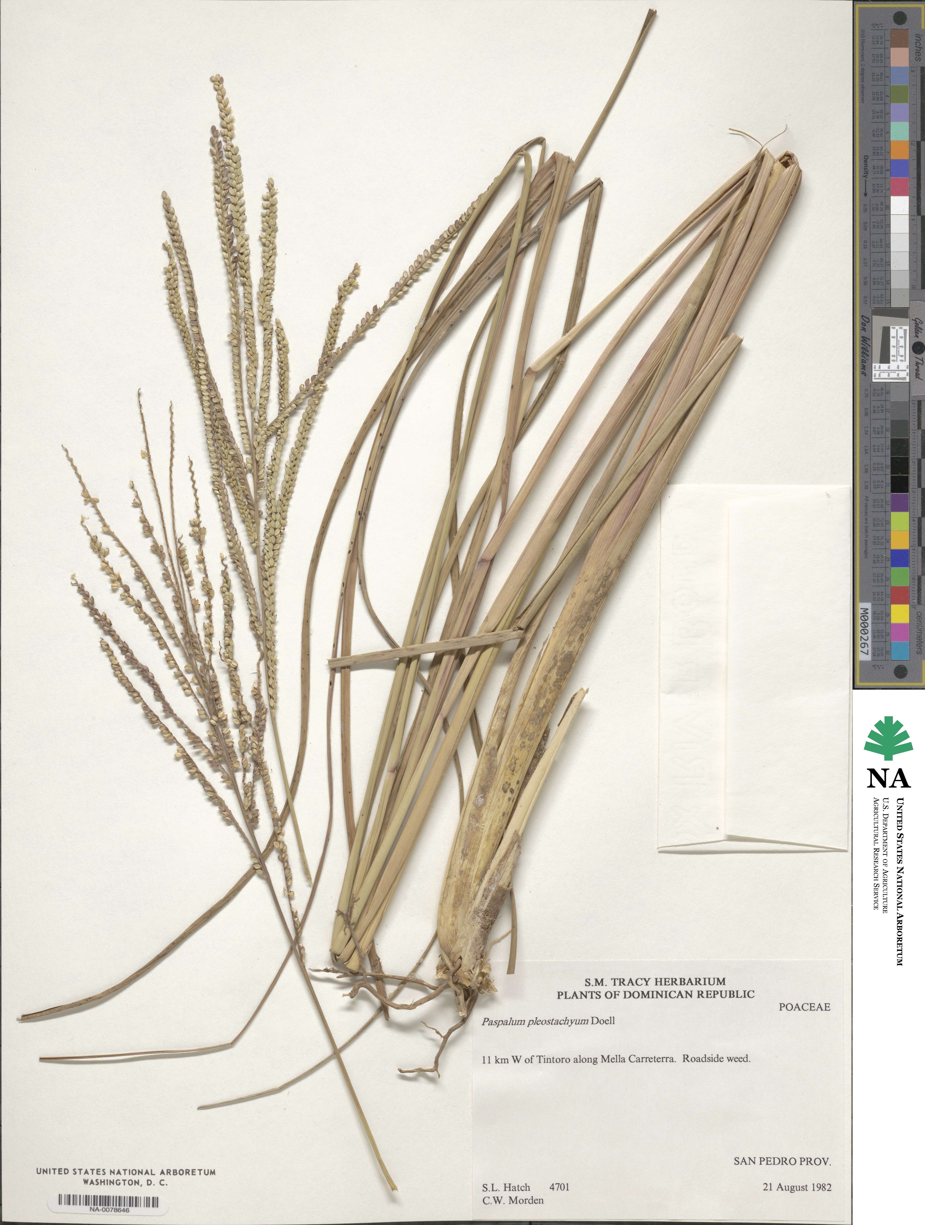 Paspalum arundinaceum image