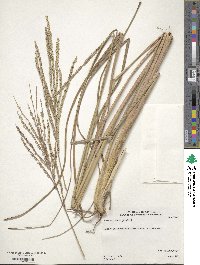 Paspalum arundinaceum image