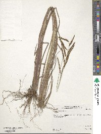 Paspalum plicatulum image