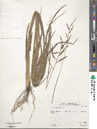 Paspalum plicatulum image