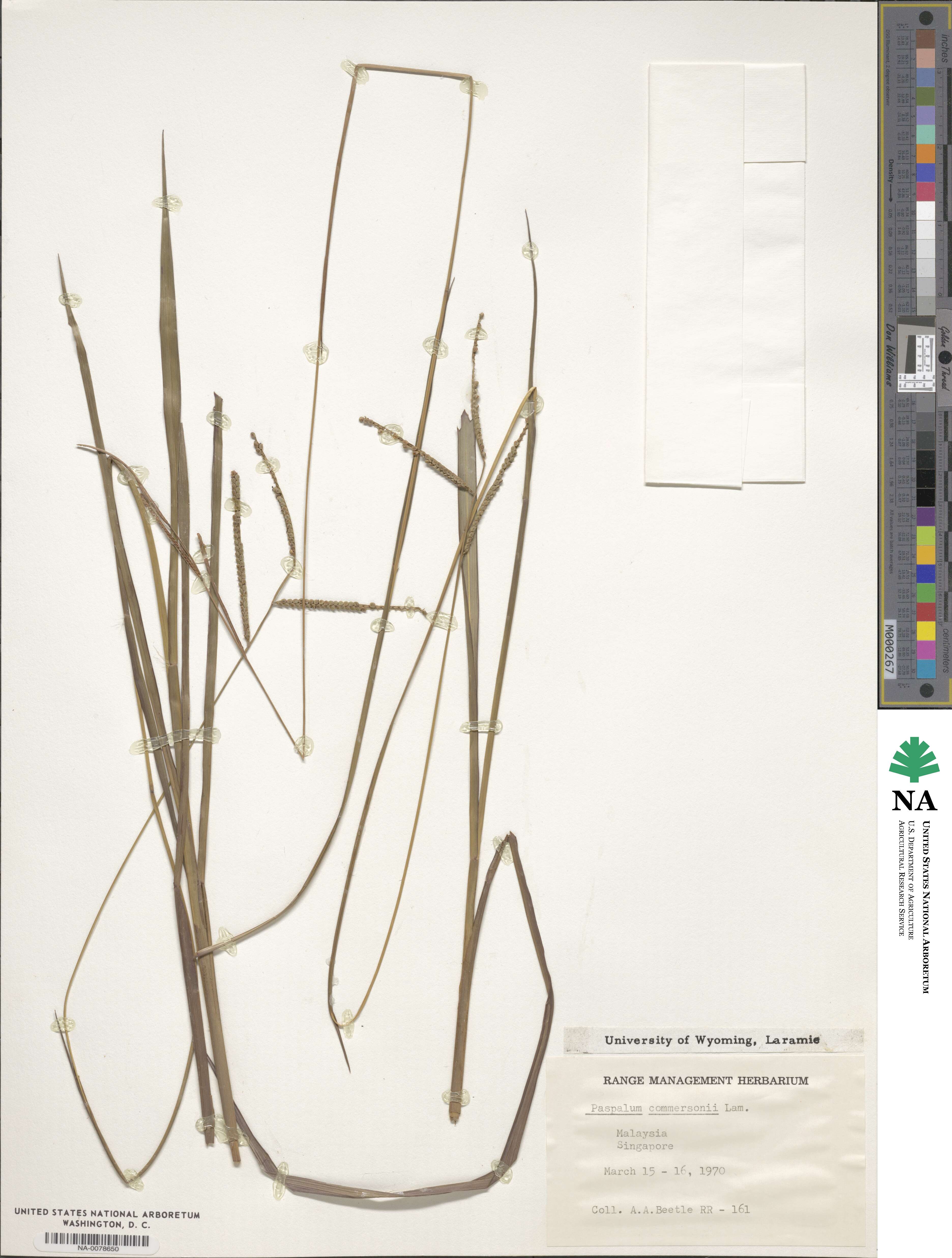 Paspalum scrobiculatum image
