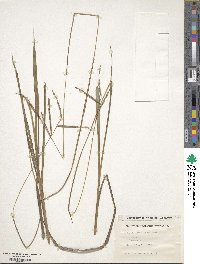 Paspalum scrobiculatum image