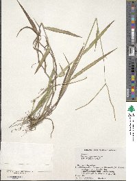 Paspalum conjugatum image