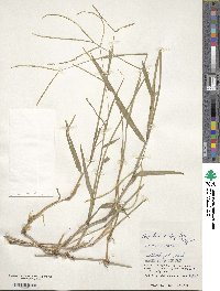 Paspalum conjugatum image