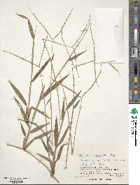 Paspalum conjugatum image