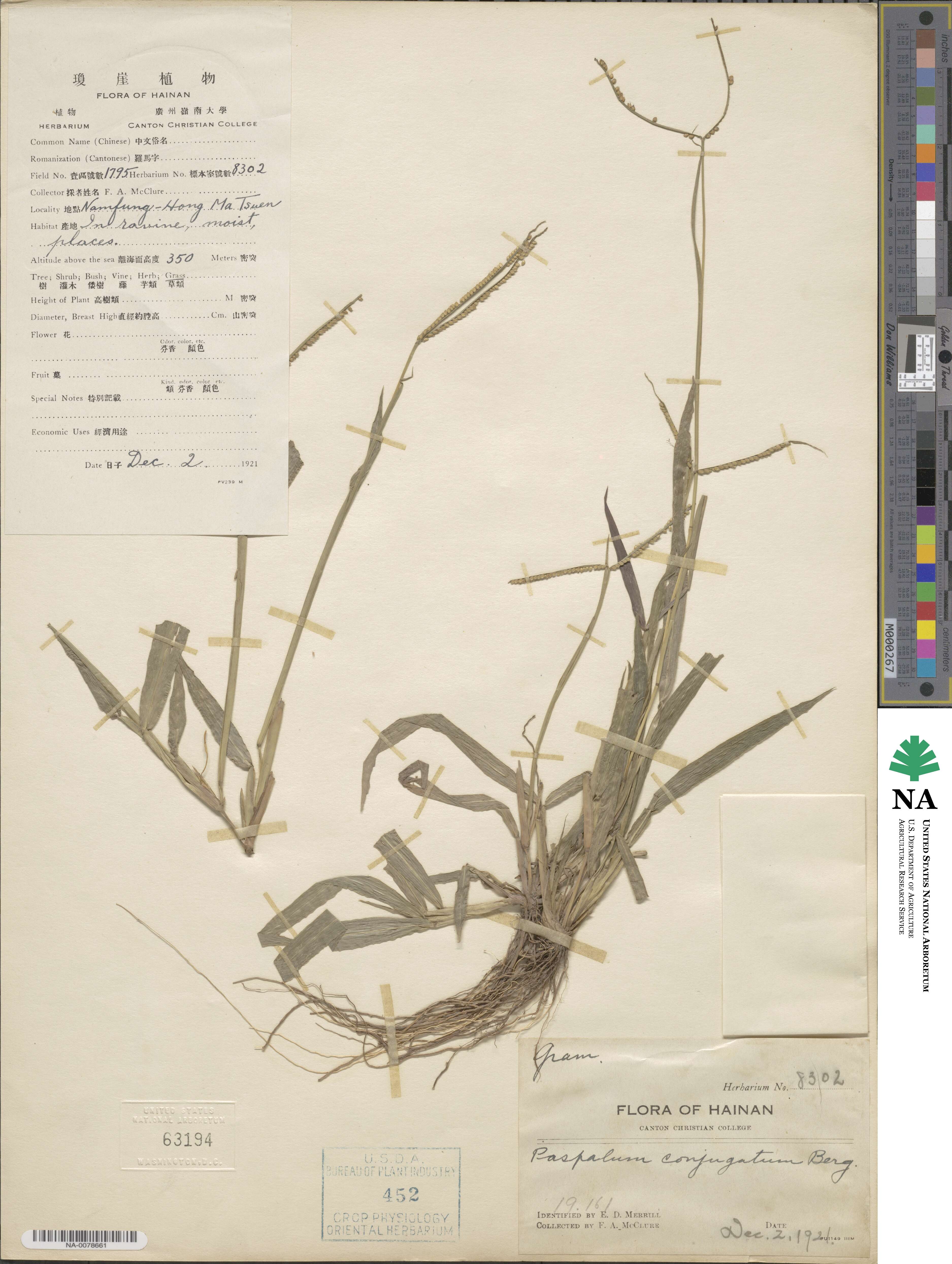 Paspalum conjugatum image