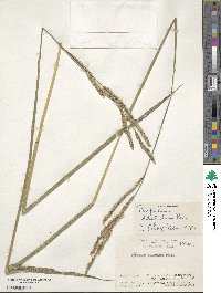 Paspalum dilatatum image