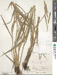 Paspalum dilatatum image