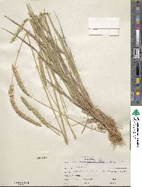 Phalaris angusta image