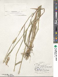 Phalaris aquatica image