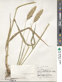 Phalaris aquatica image