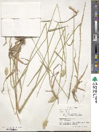 Phalaris aquatica image