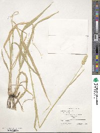 Phalaris aquatica image