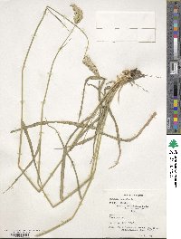 Phalaris aquatica image