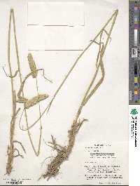 Phalaris aquatica image