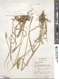 Phalaris aquatica image