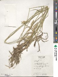 Phalaris aquatica image