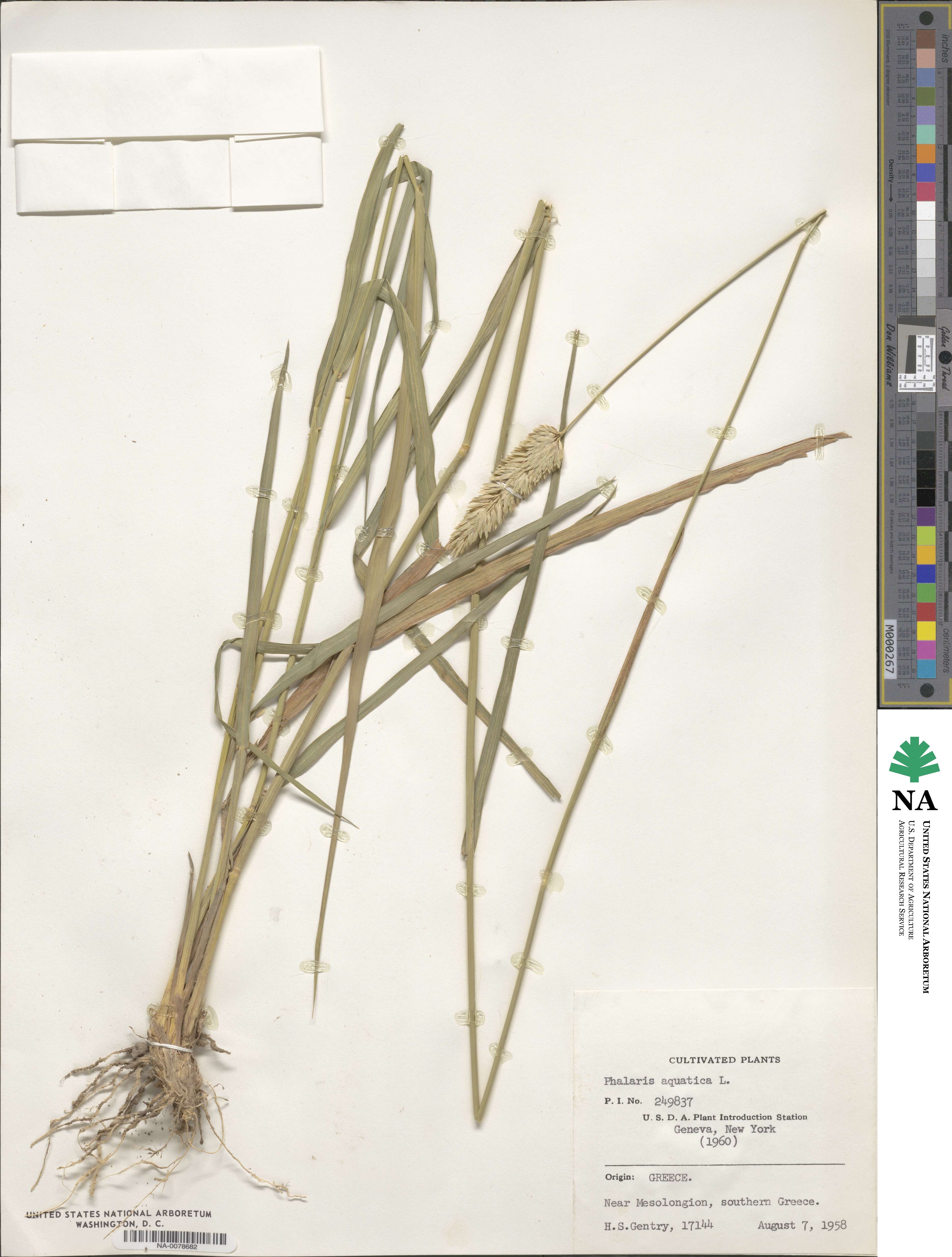 Phalaris aquatica image