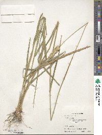 Phalaris aquatica image