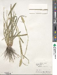 Phalaris aquatica image