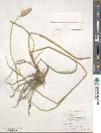 Phalaris aquatica image