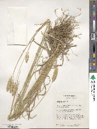 Phalaris aquatica image