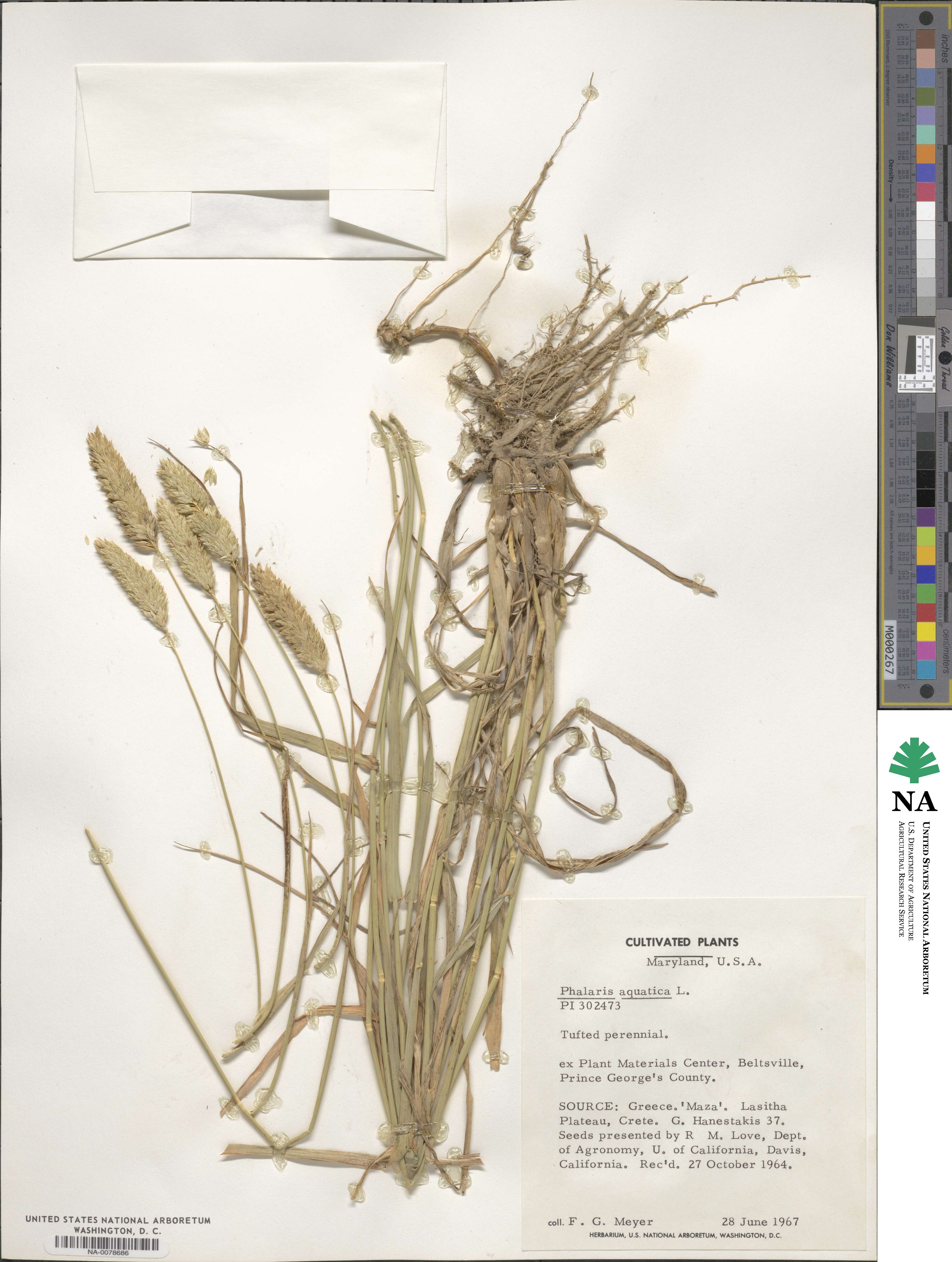 Phalaris aquatica image