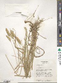 Phalaris aquatica image