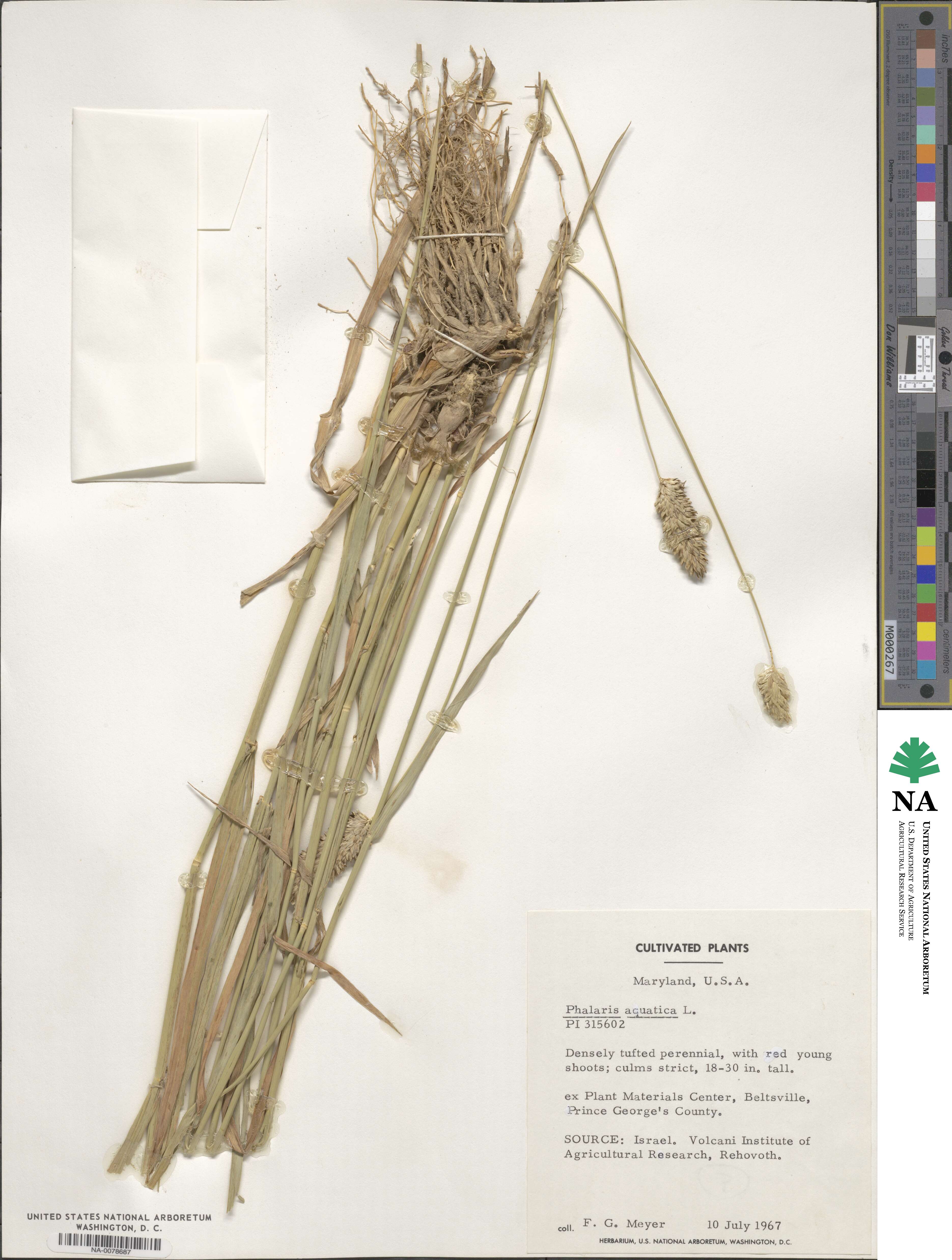 Phalaris aquatica image