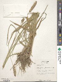 Phalaris aquatica image