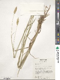 Phalaris aquatica image