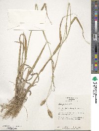 Phalaris aquatica image