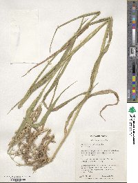 Phalaris arundinacea image