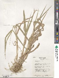 Phalaris arundinacea image