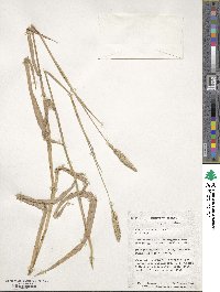 Phalaris arundinacea image