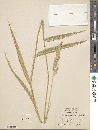 Phalaris arundinacea image