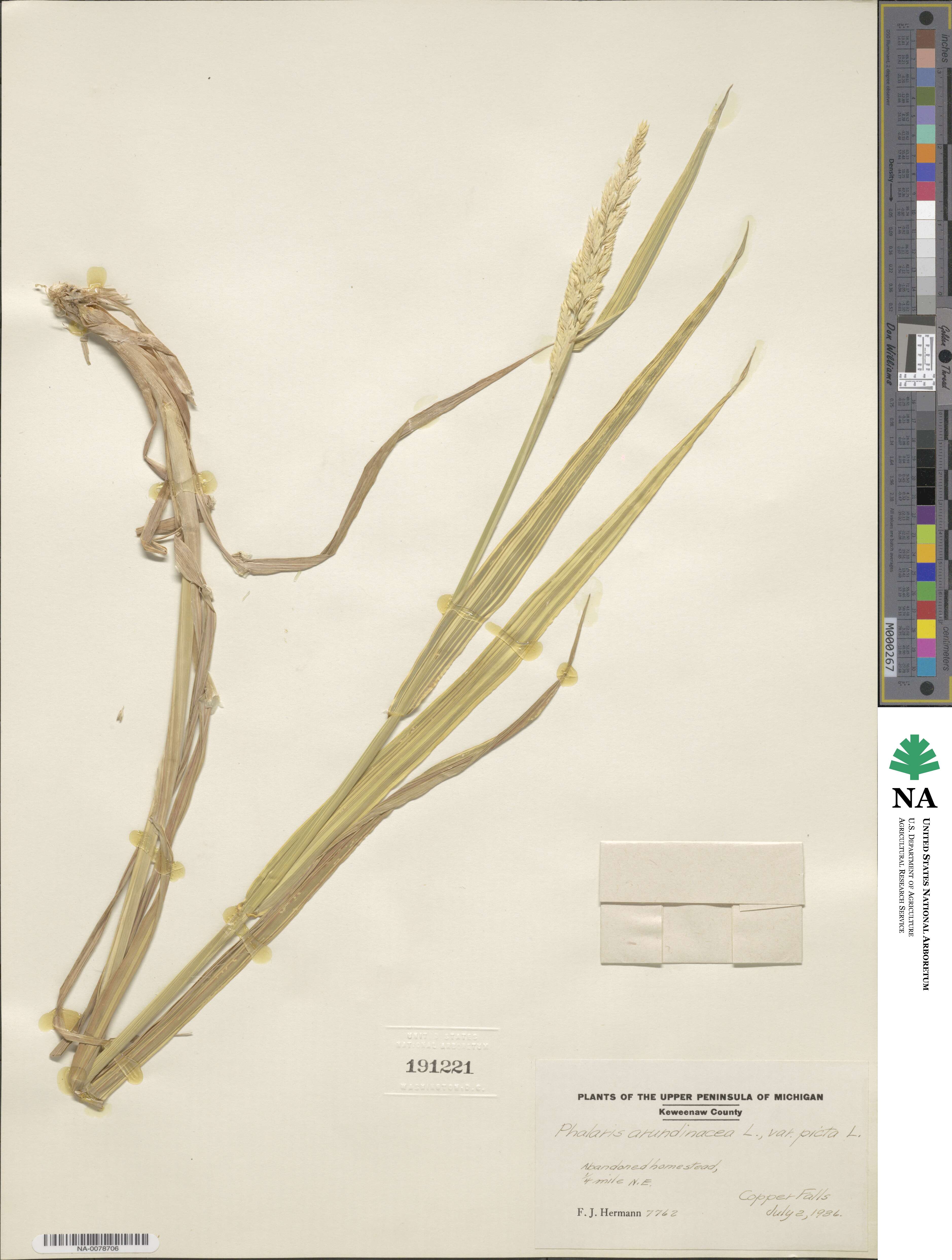 Phalaris arundinacea image