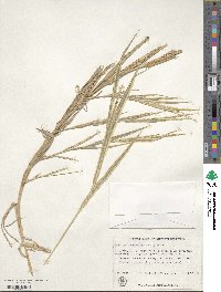 Phalaris arundinacea image