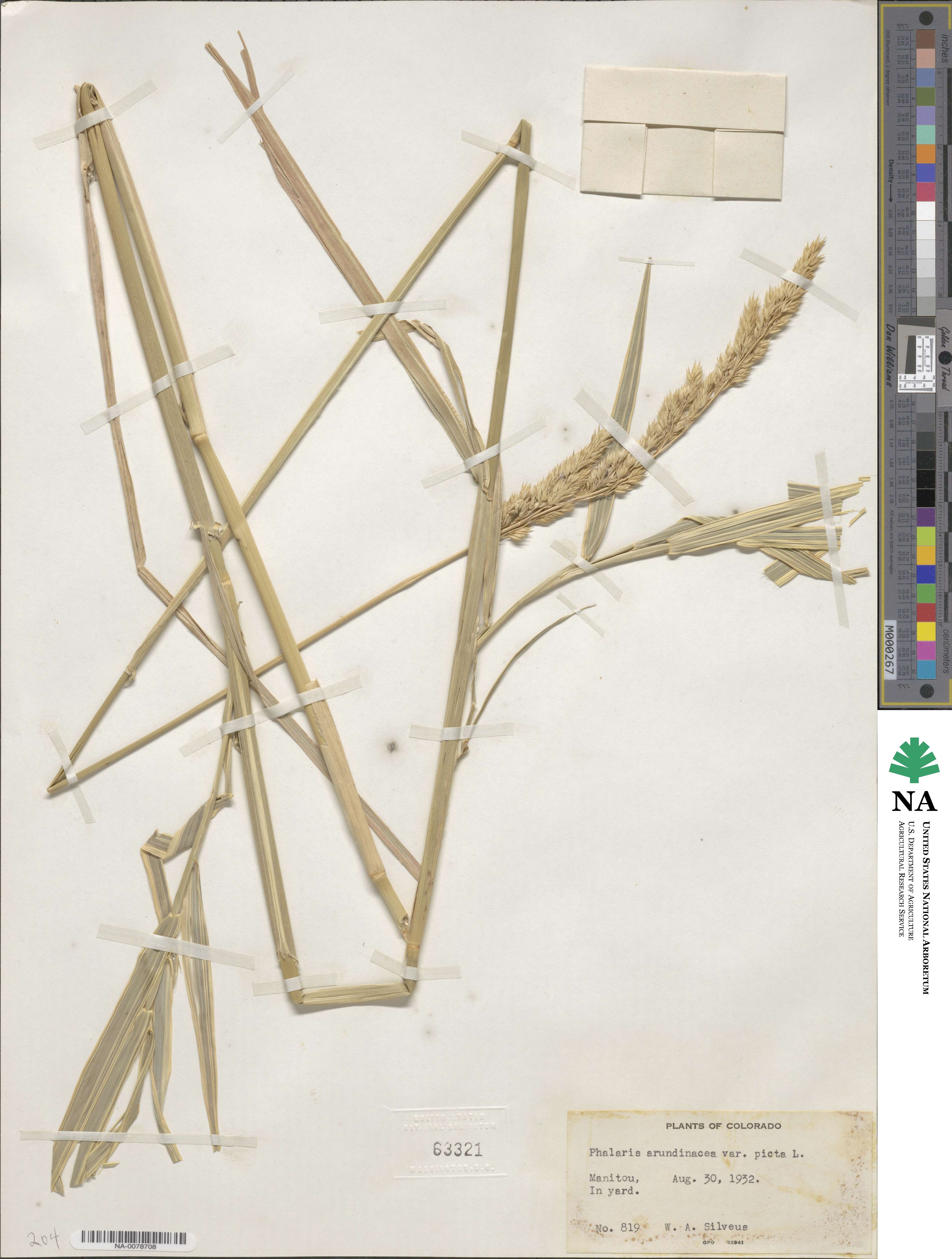 Phalaris arundinacea image