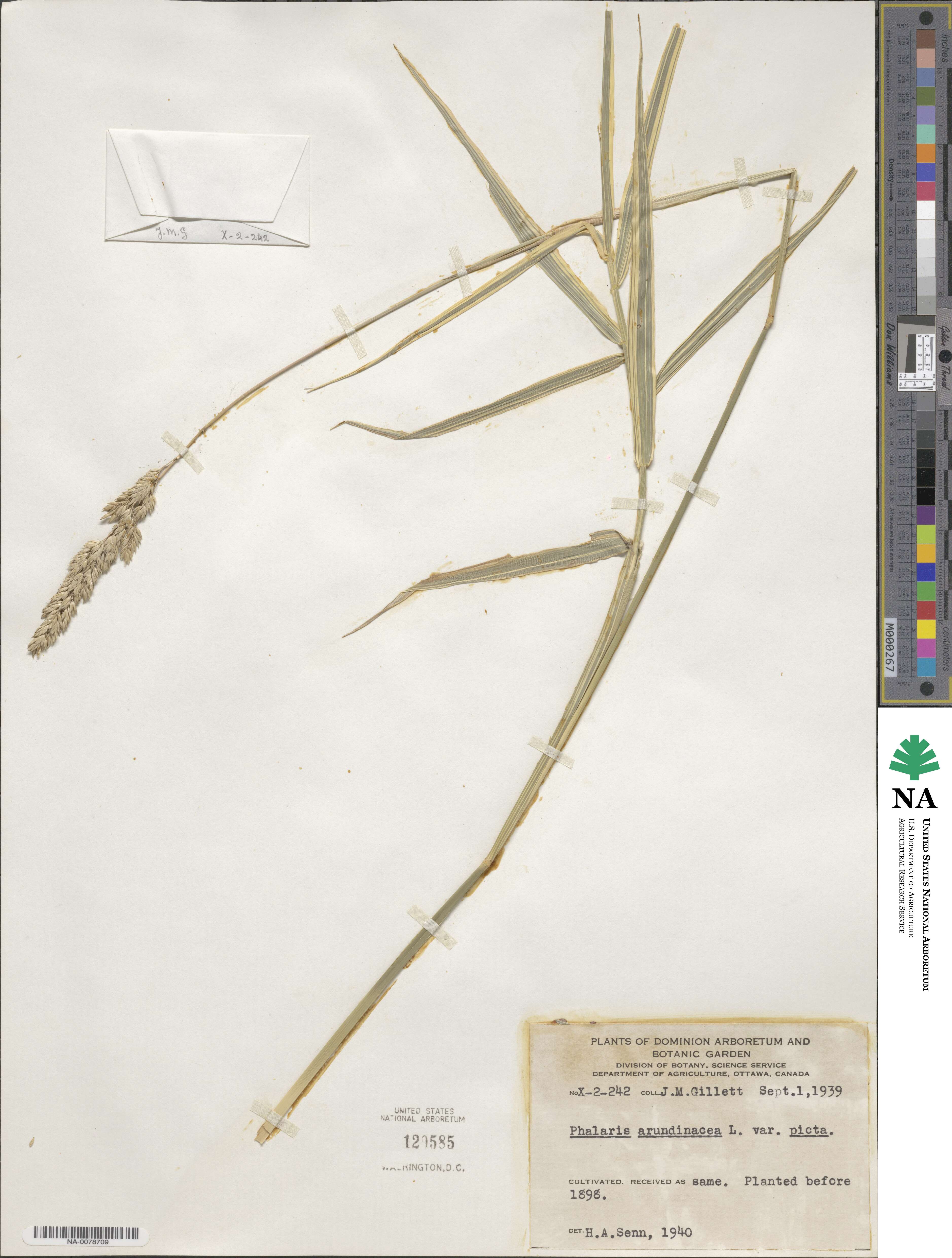 Phalaris arundinacea image