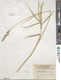 Phalaris arundinacea image