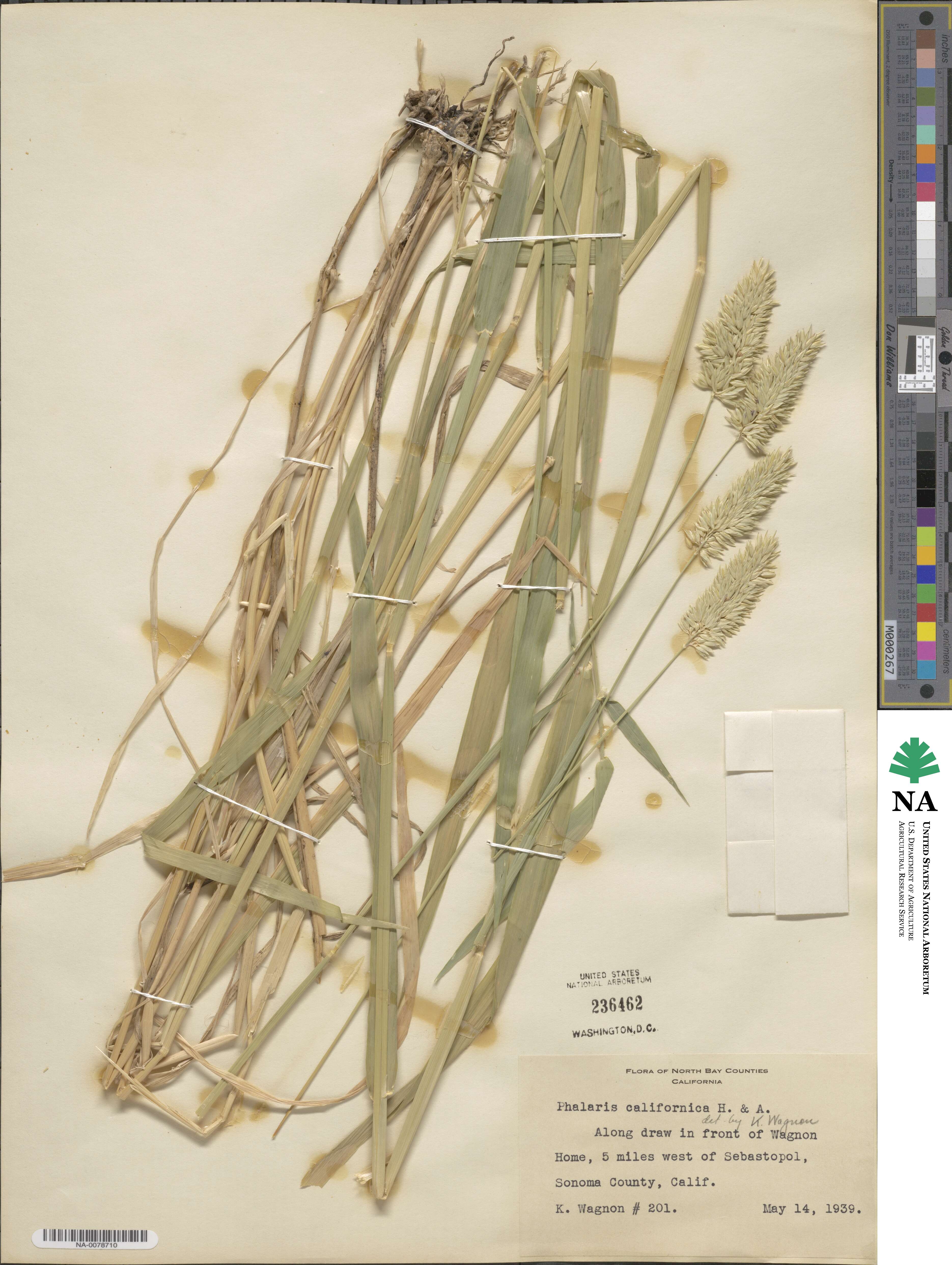 Phalaris californica image