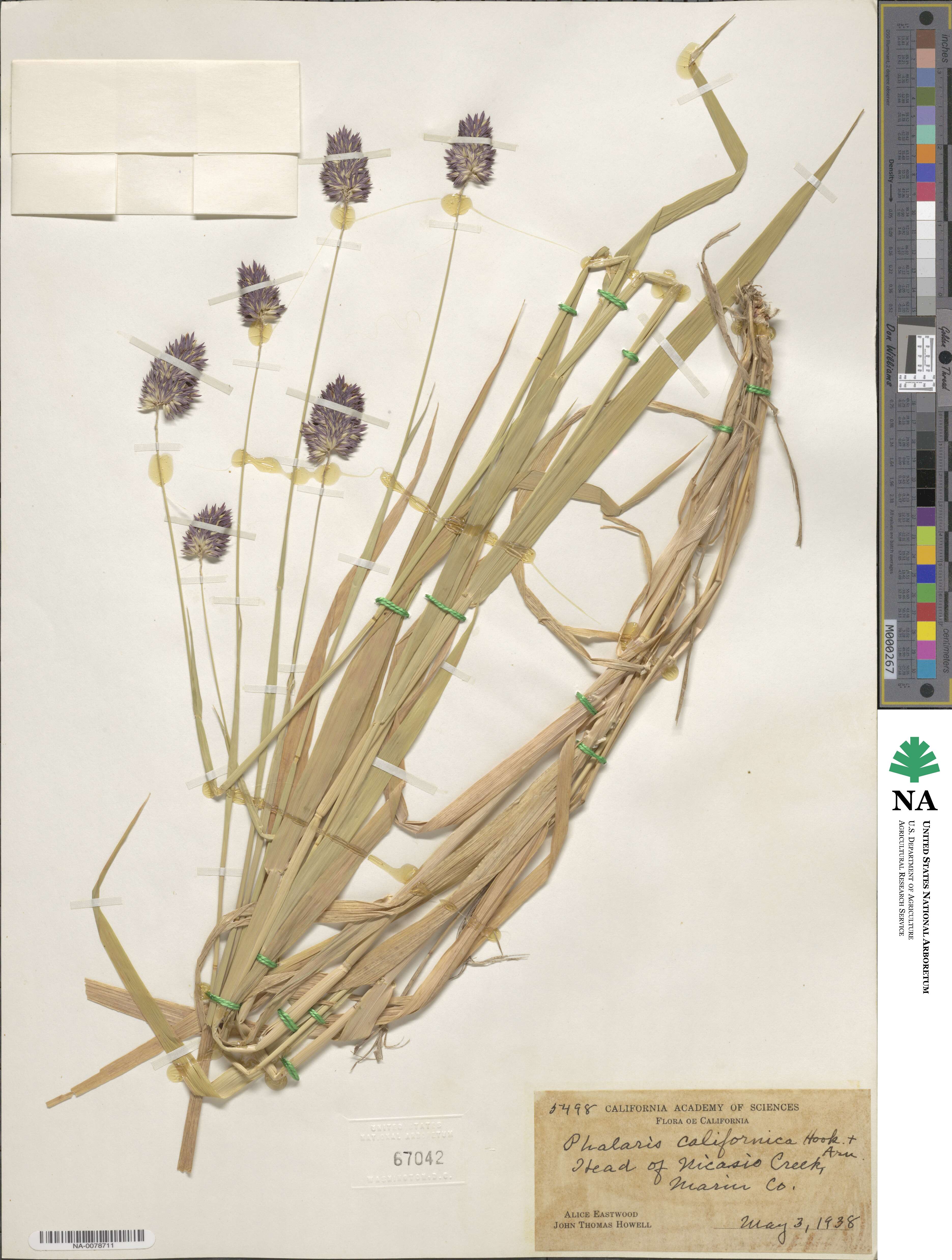 Phalaris californica image