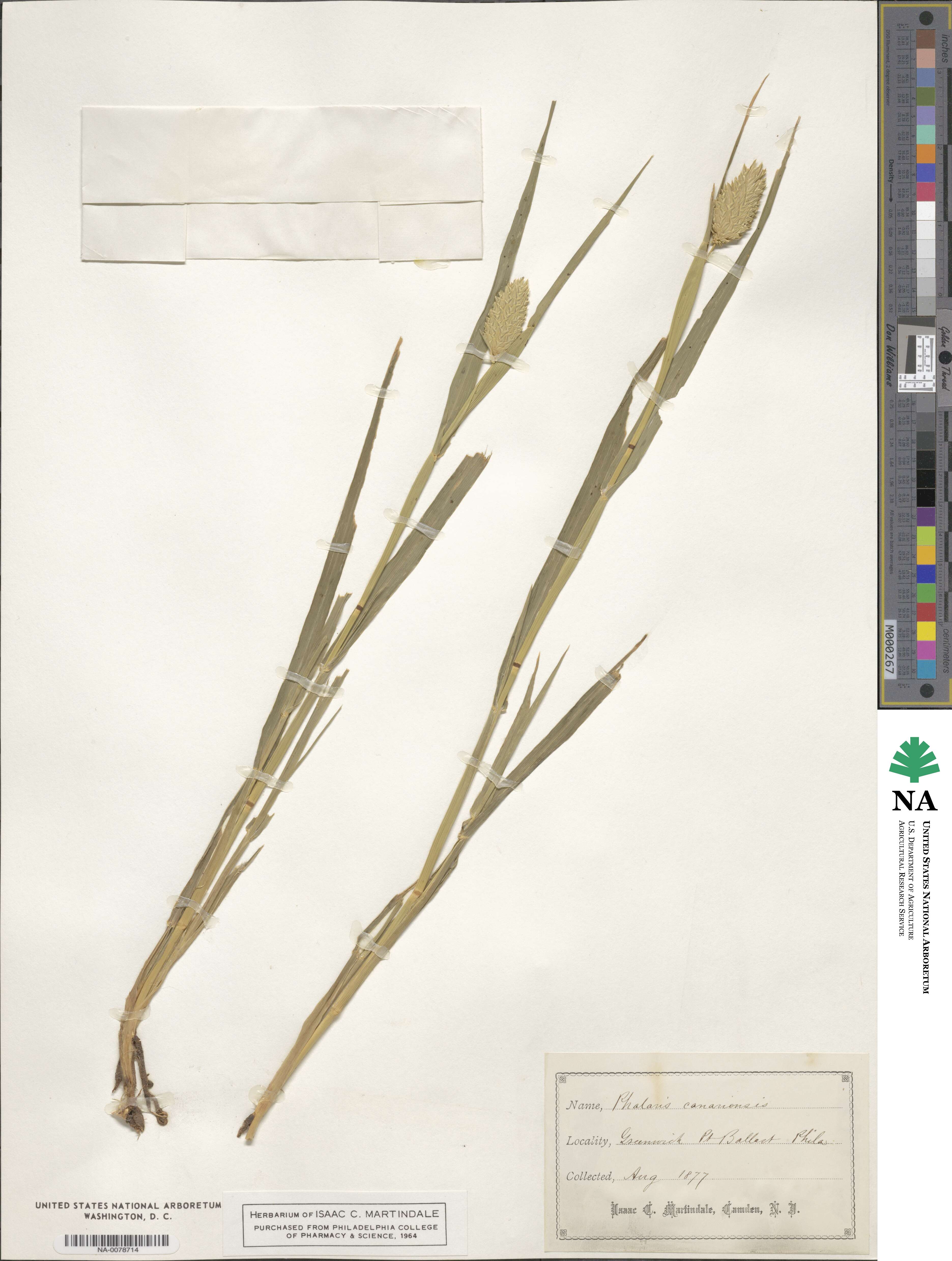 Phalaris canariensis image